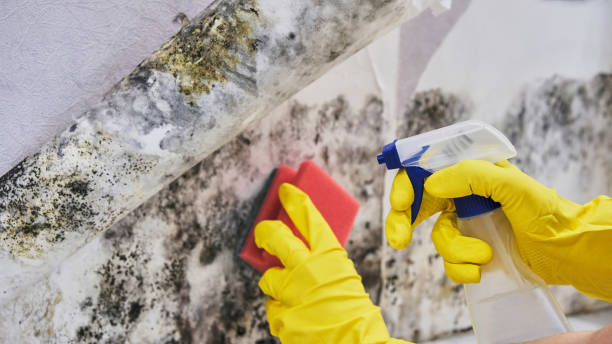 Best Commercial Mold Remediation in East Griffin, GA